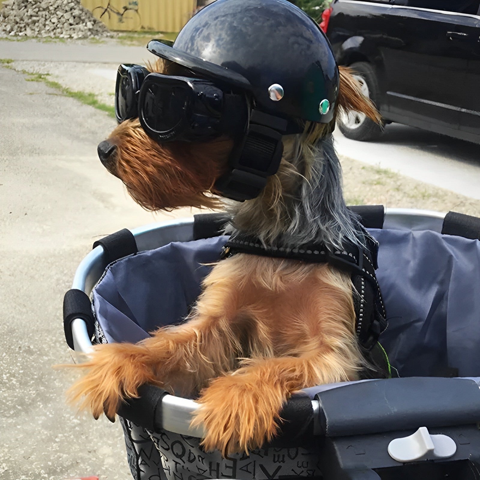 TrailPup Equipaggiamento da Monta per Cani Casco Protettivo con Occhiali