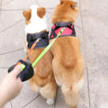 50% di sconto - DualPaws - Passeggiate senza sforzo con due cani - [Ultimo giorno di sconto]