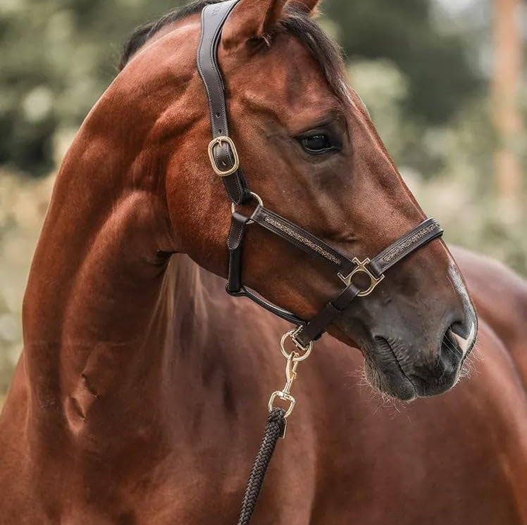 EquiTrend | 2025 Calendario dell'Avvento per Amanti dei Cavalli