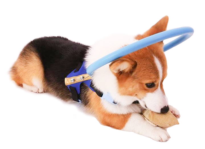 Imbracatura BrightGuide Con Collare Paracolpi Per Cani Non Vedenti Durante Le Passeggiate Quotidiane