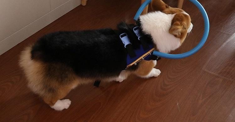 Imbracatura BrightGuide Con Collare Paracolpi Per Cani Non Vedenti Durante Le Passeggiate Quotidiane