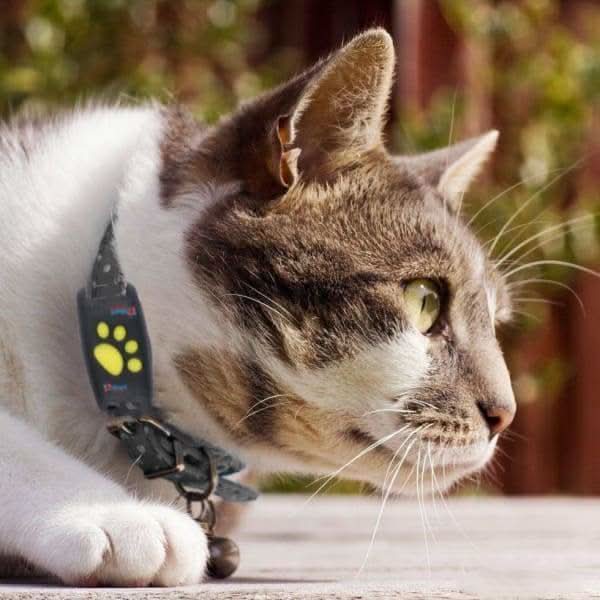 Tracker GPS per Gatti – Localizzazione in Tempo Reale senza Abbonamento