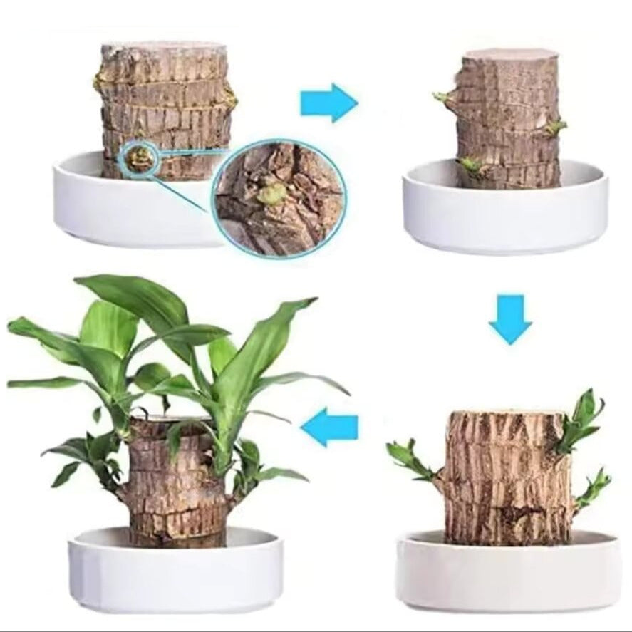 Pianta di Legno Brasiliano Fortunato
