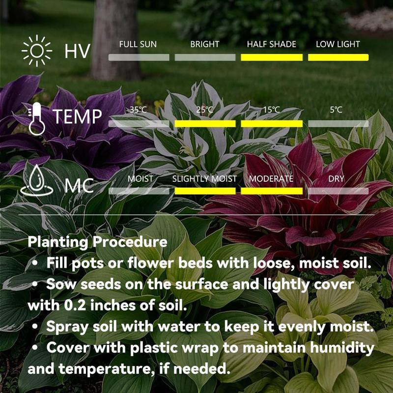 CalmBloom - semi di Hosta perenni per angoli verdi rilassanti