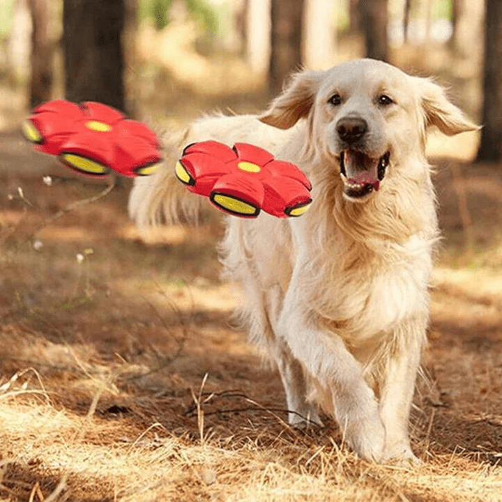 Giocattolo per cani | Giocattolo per cani indistruttibile 2-in-1 | FlitzDisc