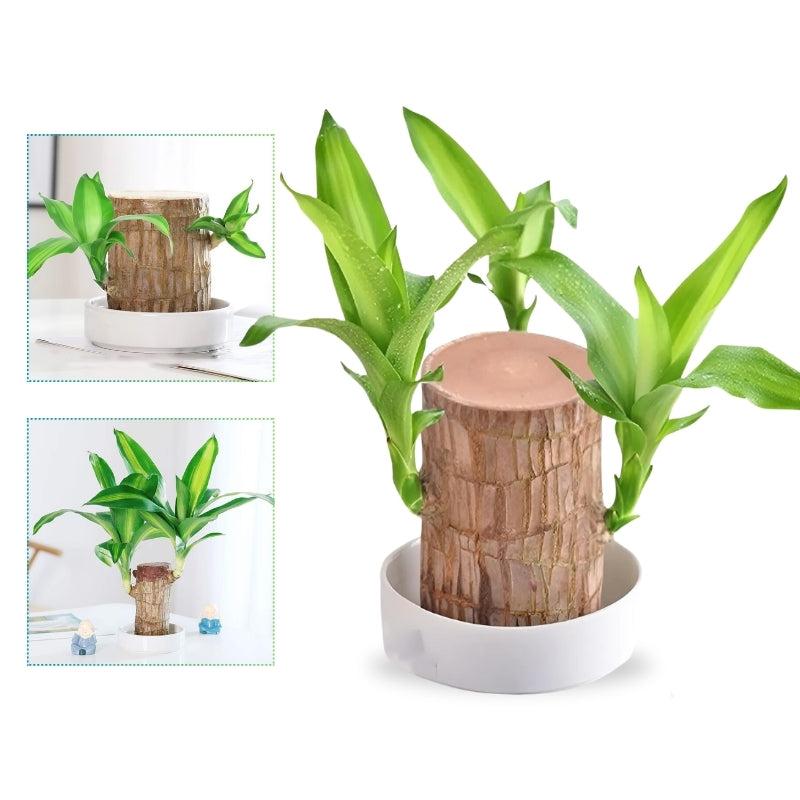 Pianta di Legno Brasiliano Fortunato