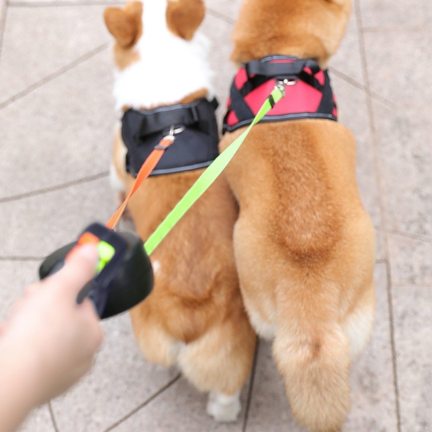 Guinzaglio doppio per cani con porta sacchetti e luce LED | LeinenMeister